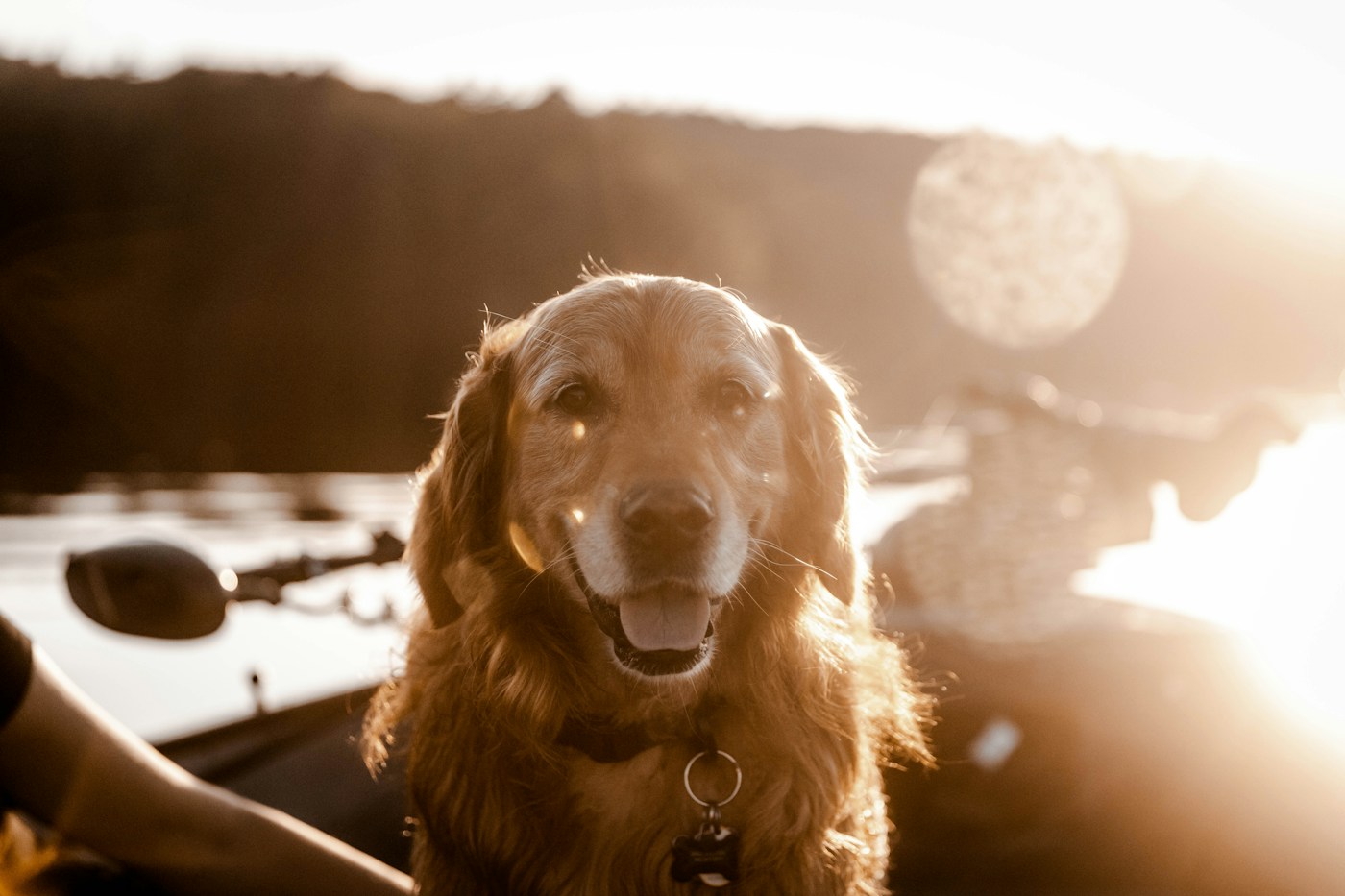 暖光中安靜坐著的黃金獵犬